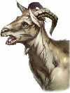 goat.jpg